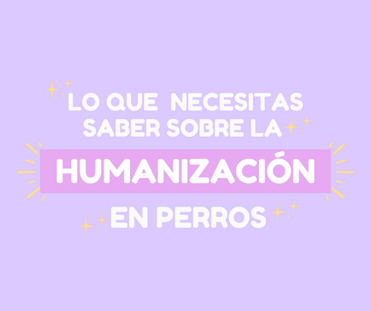 Lo que necesitas saber sobre la humanización en perros