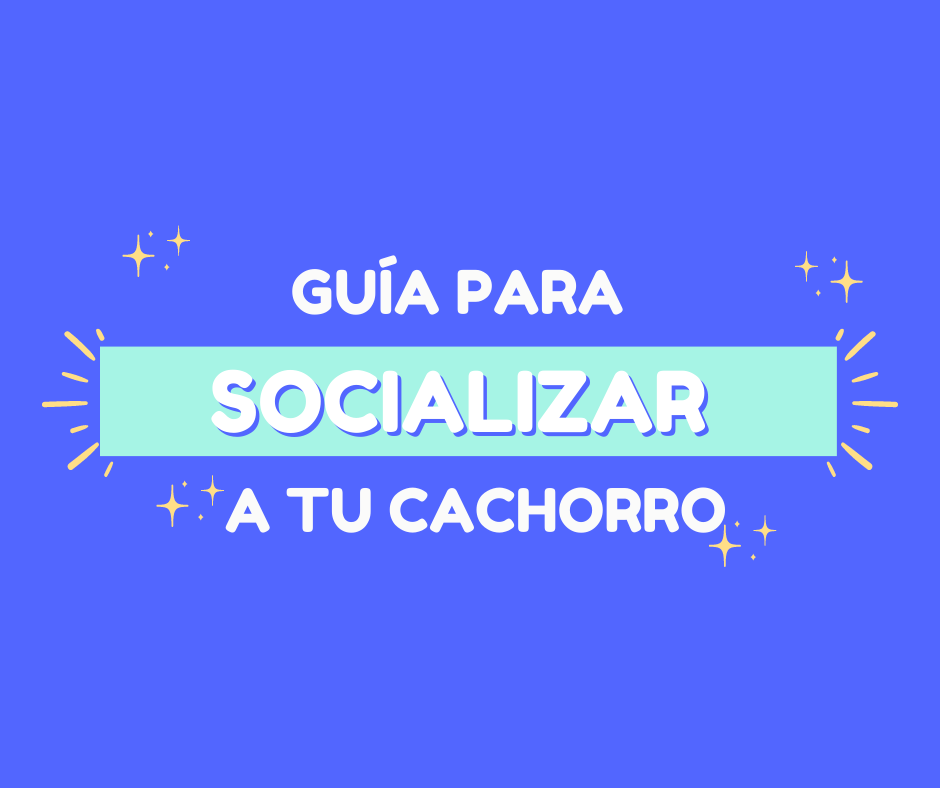 Guía para socializar a tu cachorro