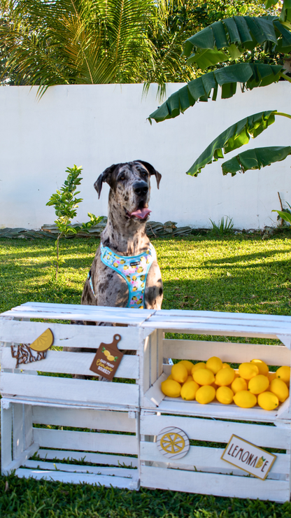 Arnés Ajustable - Luna loves lemons